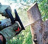 Reliable Roosevelt, NJ Tree Care Solutions