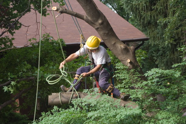 How Our Tree Care Process Works  in  Roosevelt, NJ