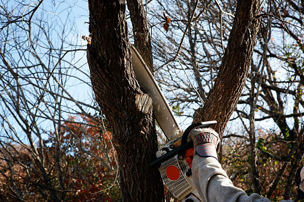 Professional Tree Care in Roosevelt, NJ